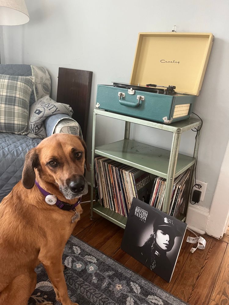 Brandy, a tan floppy-earred mutt with a black snout and purple collar sits in front of a record player with Janet Jackson's Rhythm Nation 1814 spinning on it, the album cover prominently displayed on the floor.