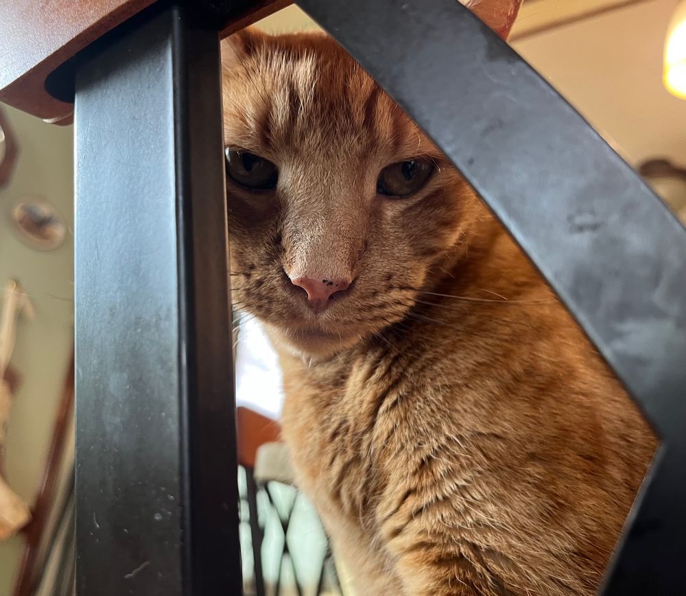 Clarence, an orange striped cat, stares dolefully at the camera through the metal backing of a kitchen stool in a "Is there food involved? No? Then why are you telling me this?" sort of way.
