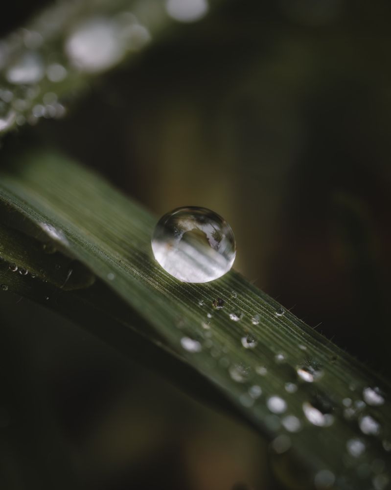 A perfectly round water droplet rests on a vibrant green blade of grass, acting as a miniature lens that refracts the world within. Smaller droplets trail along the leaf, adding to the sense of freshness and tranquility. The soft-focus background creates a dreamy, ethereal effect, making the single droplet the center of attention.