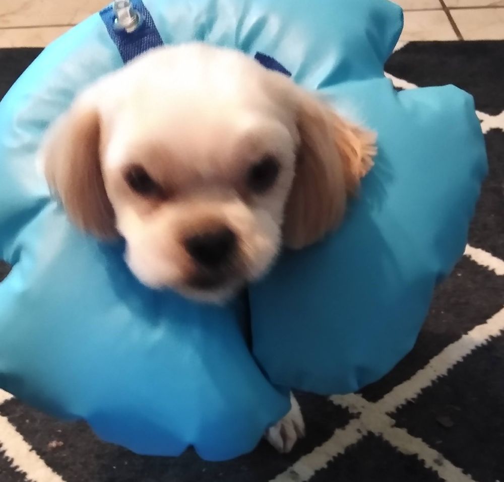 This is Clifford.  A white dog in an inflatable protective collar, looking unhappy at his mom.