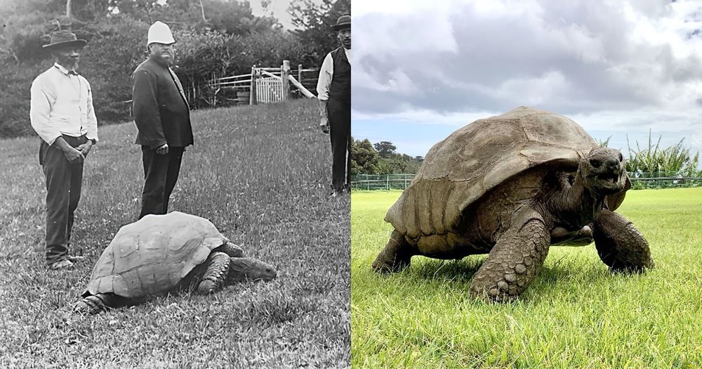 A side-by-side photo comparison 1) b&w pic of Jonathan in 1886 with some colonialist looking dude and 2) Jonathan in modern times in glorious color 