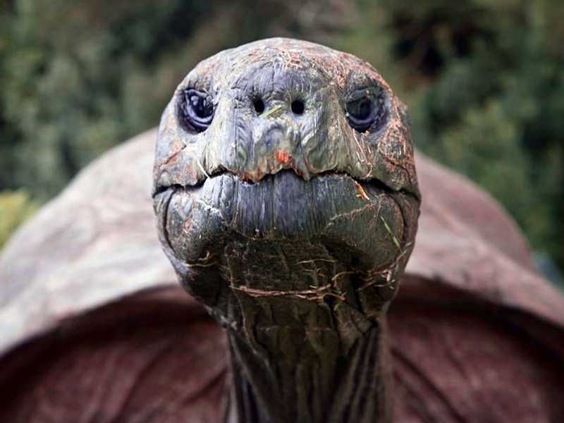 Jonathan the Tortoise looking noble and handsome