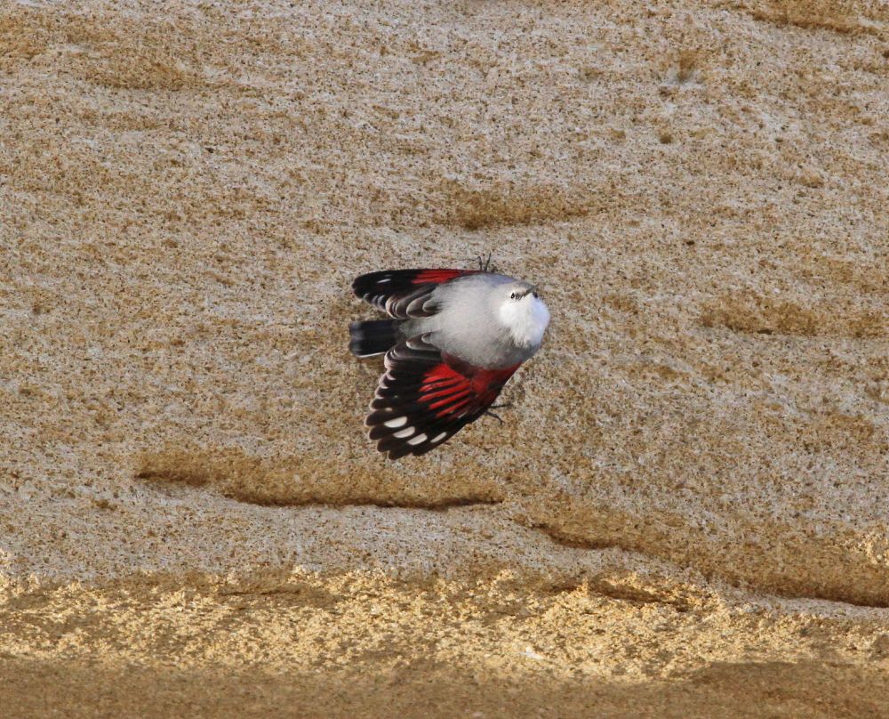Wallcreeper (Neil McMahon) 