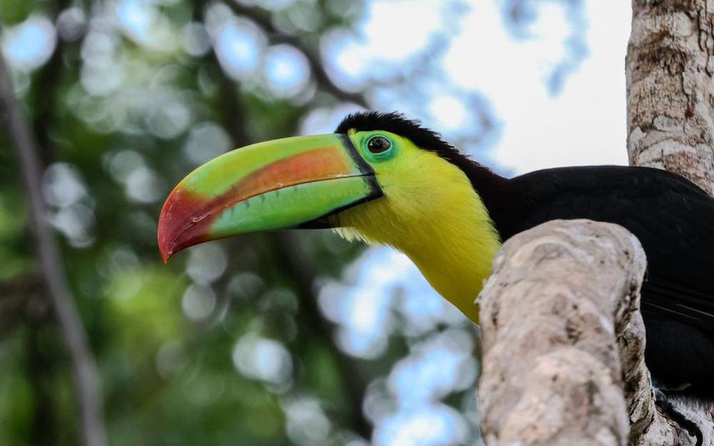 Keeled-billed Toucan - Marcus John 