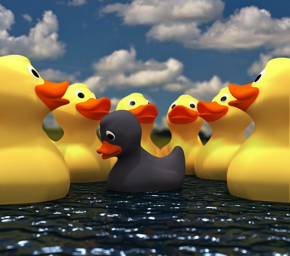 Zwart badeendje (zwarte schaap) tussen normale gele badeendjes.