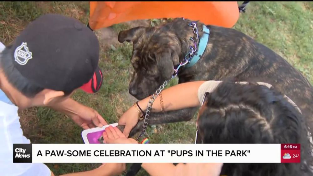 Weekend-long 'Pups in the Park' held in downtown Toronto