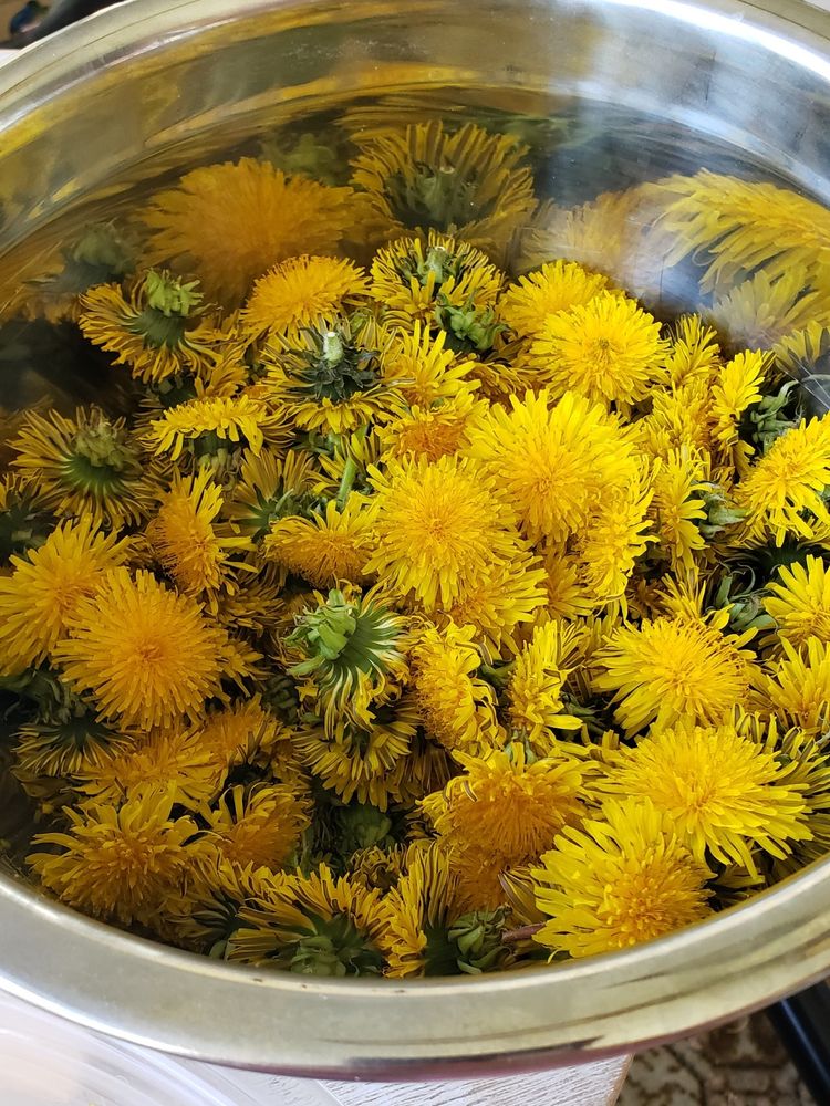 A large metal bowl filled with dandelion flower heads.