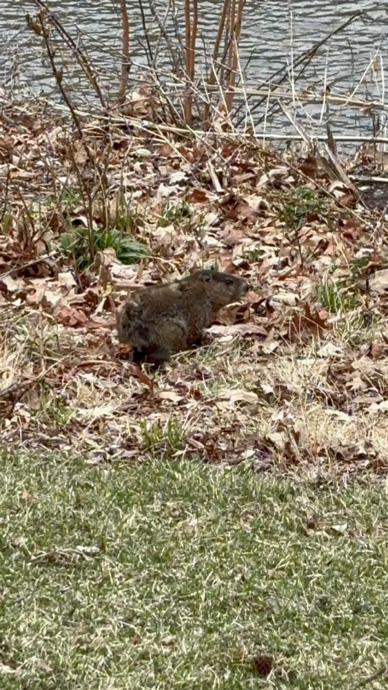 Muskrat (small rodent) burrowing in leaves