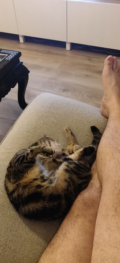Une chatte tigrée couchée en U sur une méridienne collée à des mollets poilus.