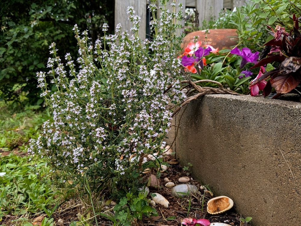 A mature flowering thyme plant growing out of a cinder block, with a gnarled, bent-over 