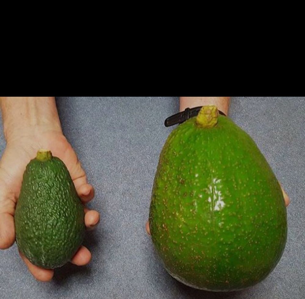 The Jala avocado -1.2 kgs.