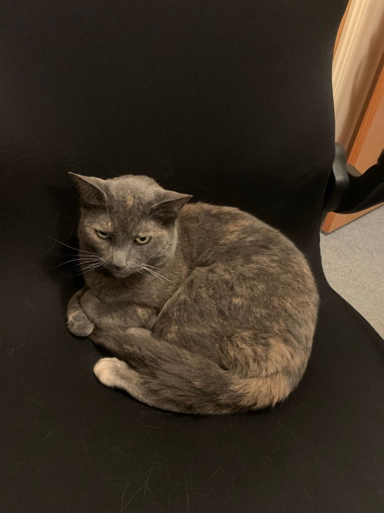 Delilah, my cat, who stole my chair. 