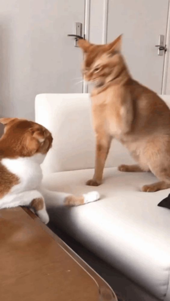 two cats are playing on a white couch and one is standing on its hind legs