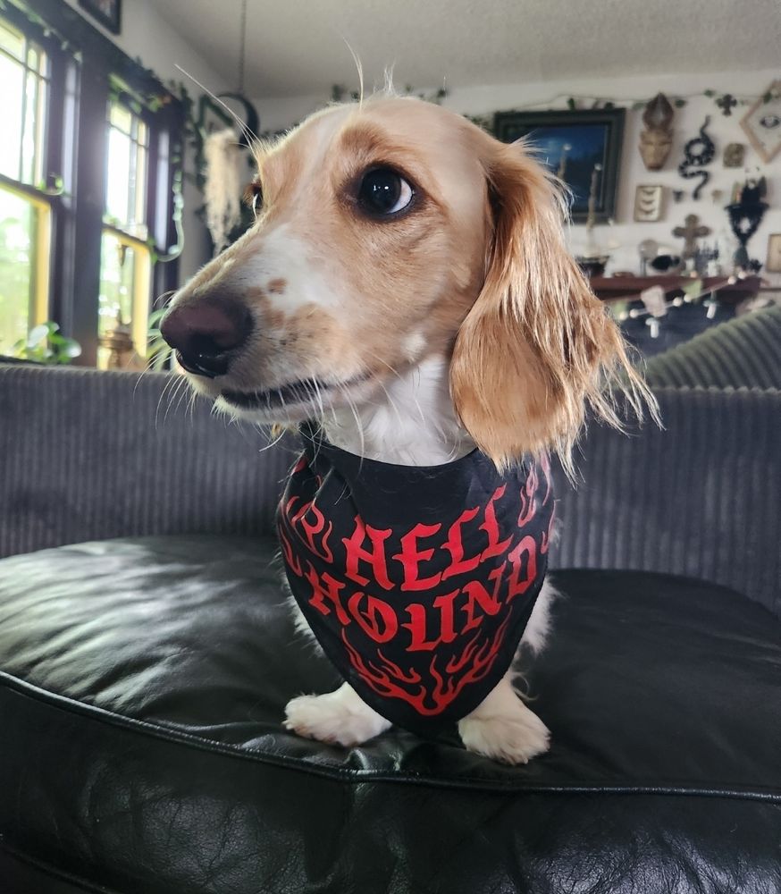 A dachshund wearing a hell hound bandana 