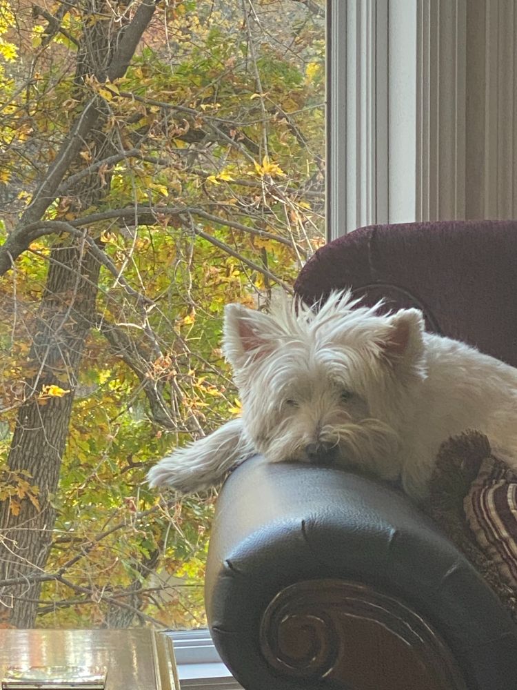 Westie sitting on the sofa