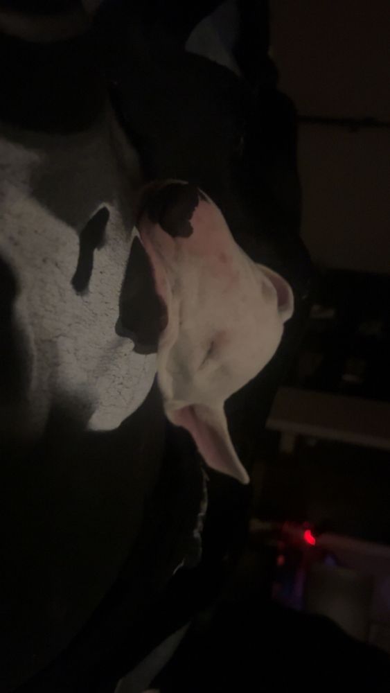 Vicious monster (my dog) sleep in me in bed
