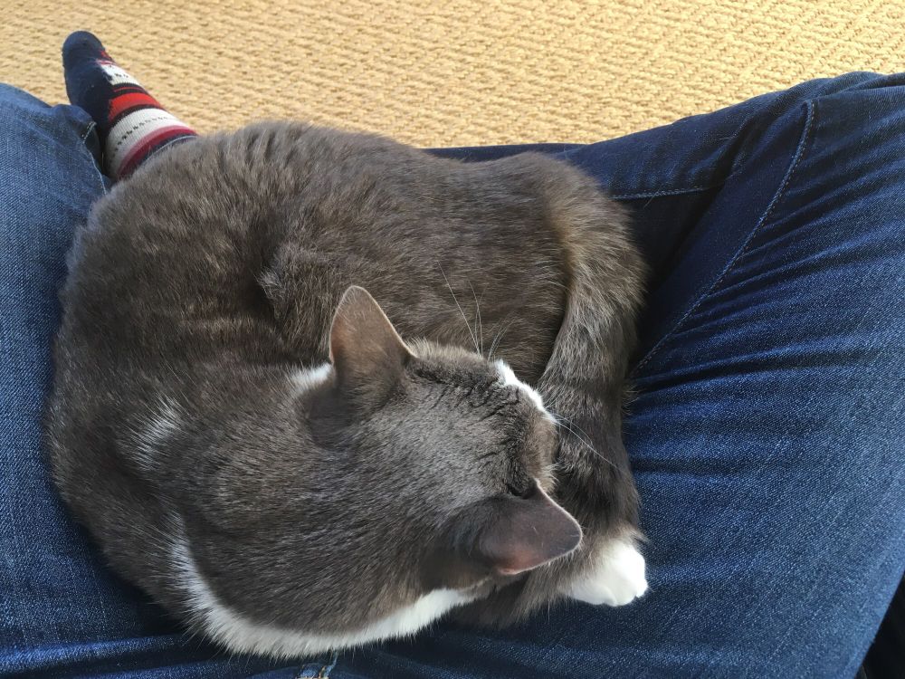 Cat curled up on a person's lap, sleeping profoundly.