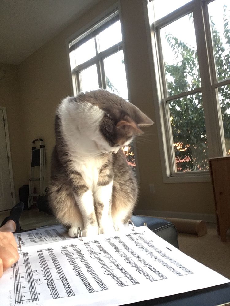 Picture of a cat sitting on sheet music of the Operetta HMS Pinafore and looking intensively at it as if studying the music
