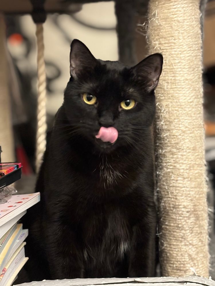 Black cat Douglas with his tongue out.