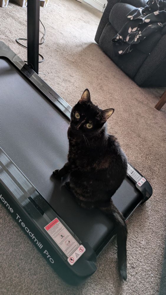 Black cat on treadmill