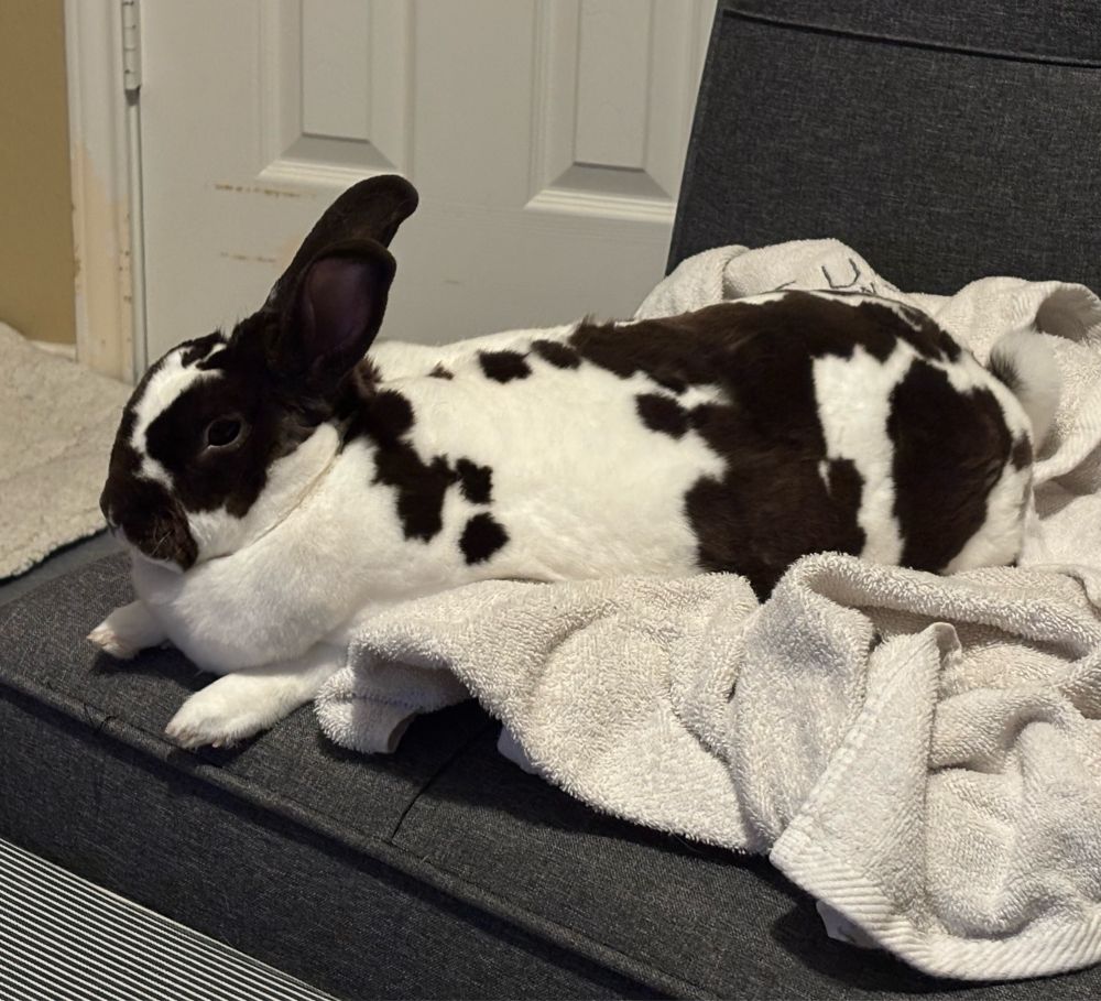 Mini Rex lounging on a futon.