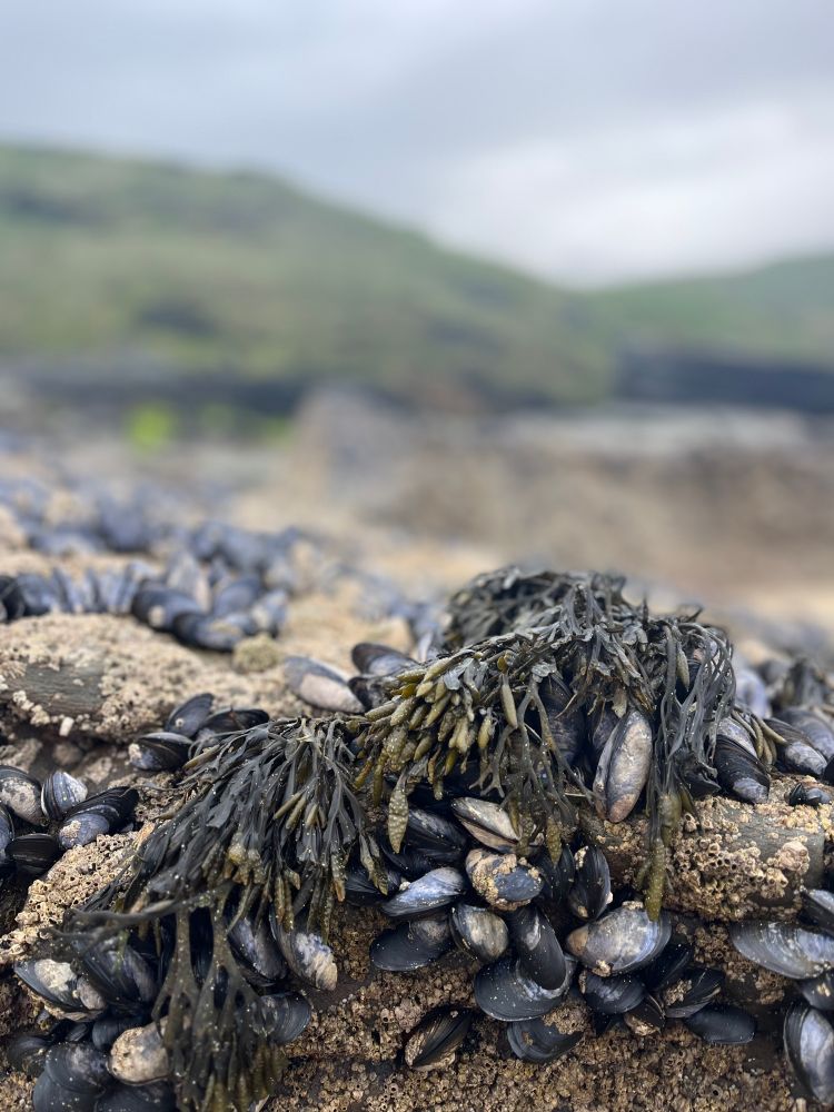 Dark, dark green seaweed with bobbly, oblong pods and blue-grey mussels cling to a knobbly rock in the foreground; which takes up half of the picture. The background is all blurred but more seaweed and mussel-covered rocks sit behind the in-focus ones. And behind them, two curves of green hills, and a blue-grey cloudy sky.