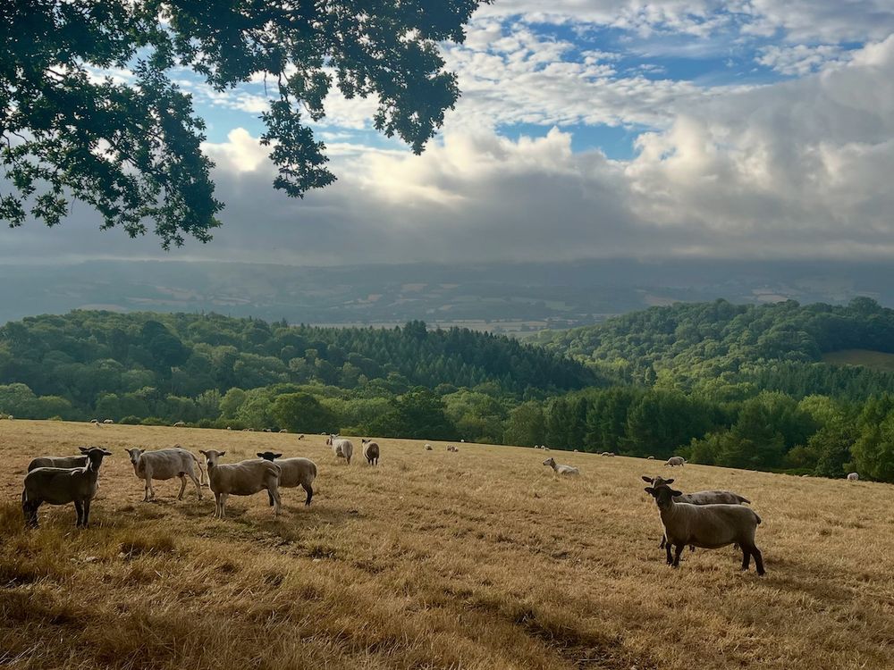 In the foreground, a hilltop field of sun-scorched grass with a dozen of so sheep close-by looking towards us. Top left, a tree pokes into view – shading several of the sheep. Another couple of dozen sheep are further away, dotted around the field. In the mid ground, another hill – this one packed with lush green trees. Behind that, a hazy patchwork of fields on another hill. The top of it is encased by low white clouds. Above that, breaks in the cloud reveals a bright blue sky.