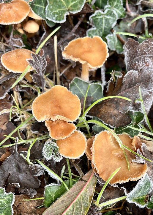 Close-up of fallen brown leaves, green grass and ivy, and several orangey flat-capped fungi – all with a crisp, white edging of white frost crystals