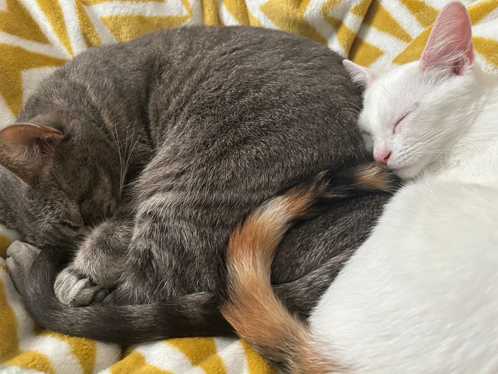 Beanie and Milkshake snuggling