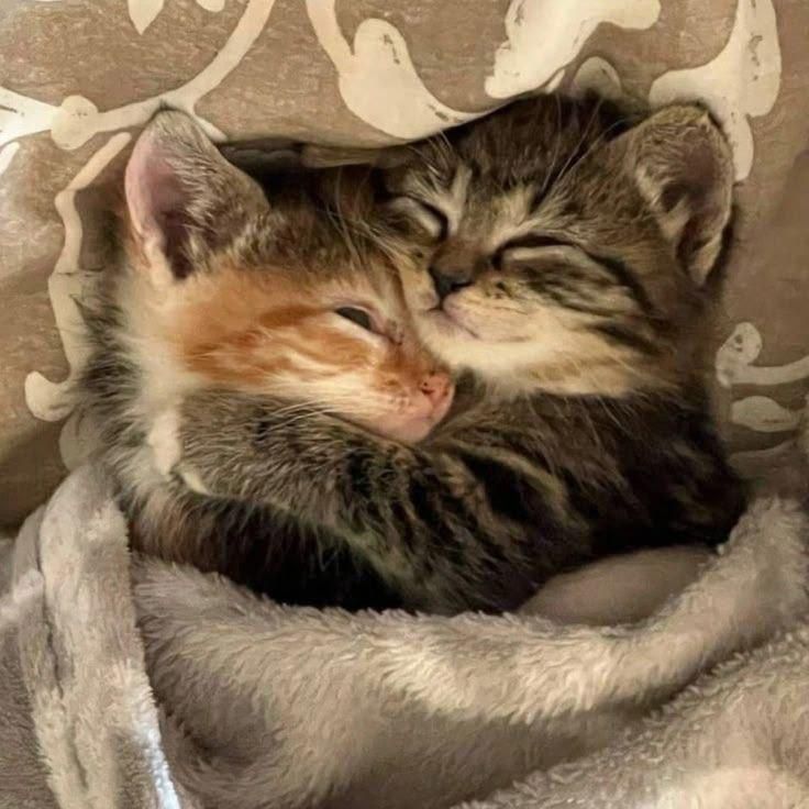 Sweet kittens hugging