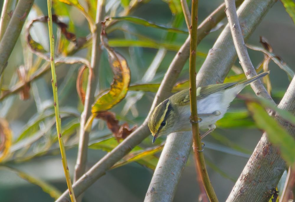 Pallas's Warbler