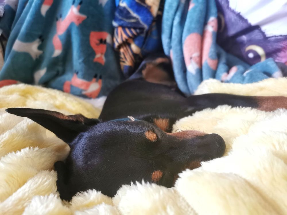 Photo of a small black and brown Miniature Pinscher laying on a yellow blanket. She now has her head buried into the fluffy fabric and is fast asleep.