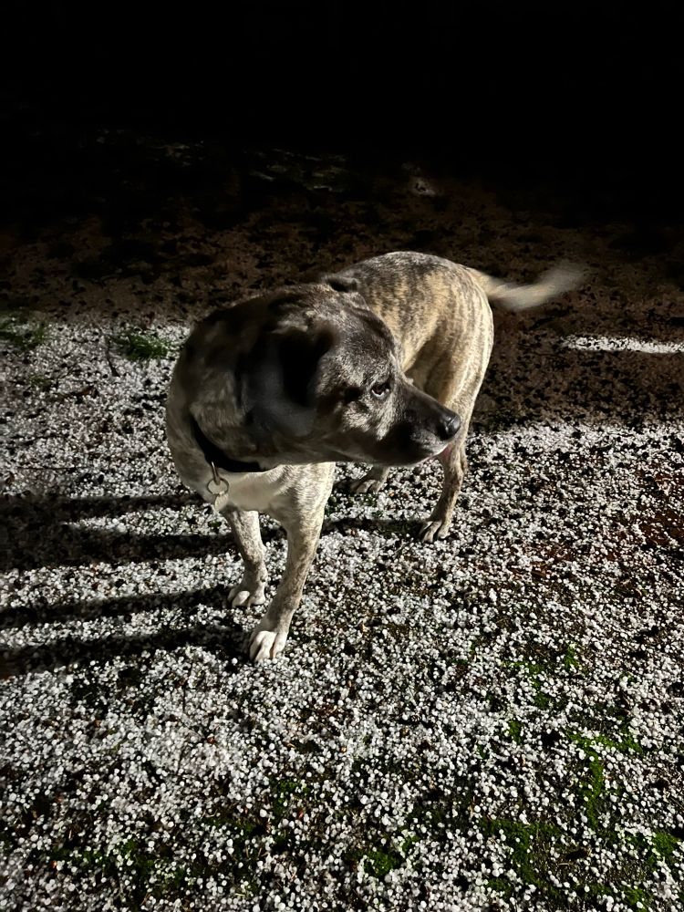 Dog standing in hail, wagging tail