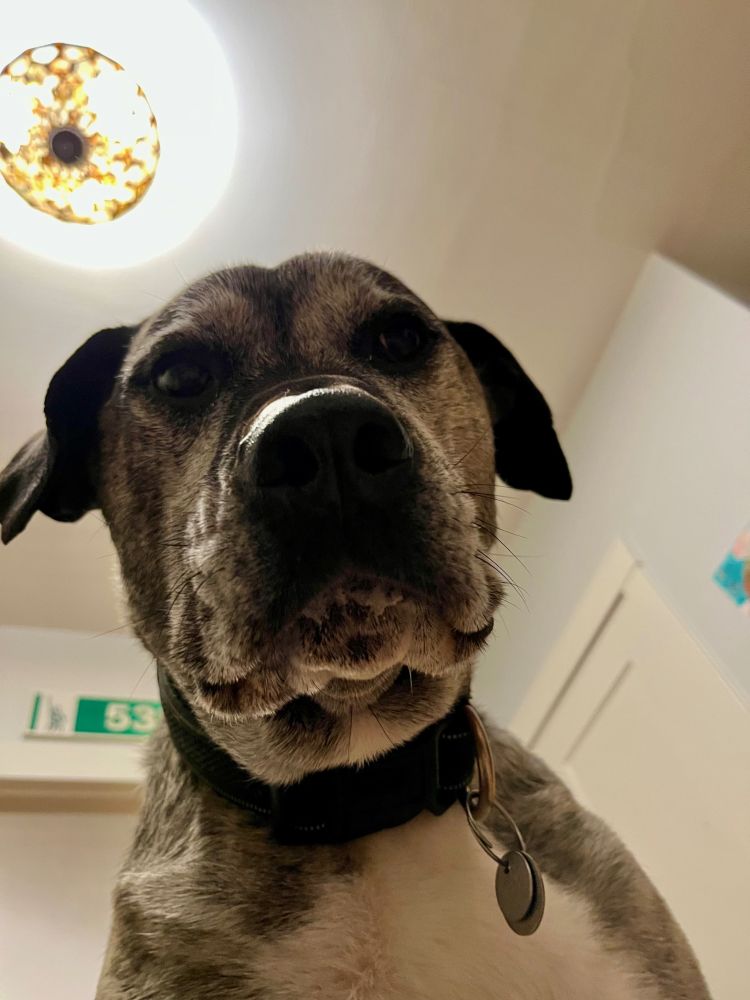 Large dog looking down at me; ceiling light visible above him.