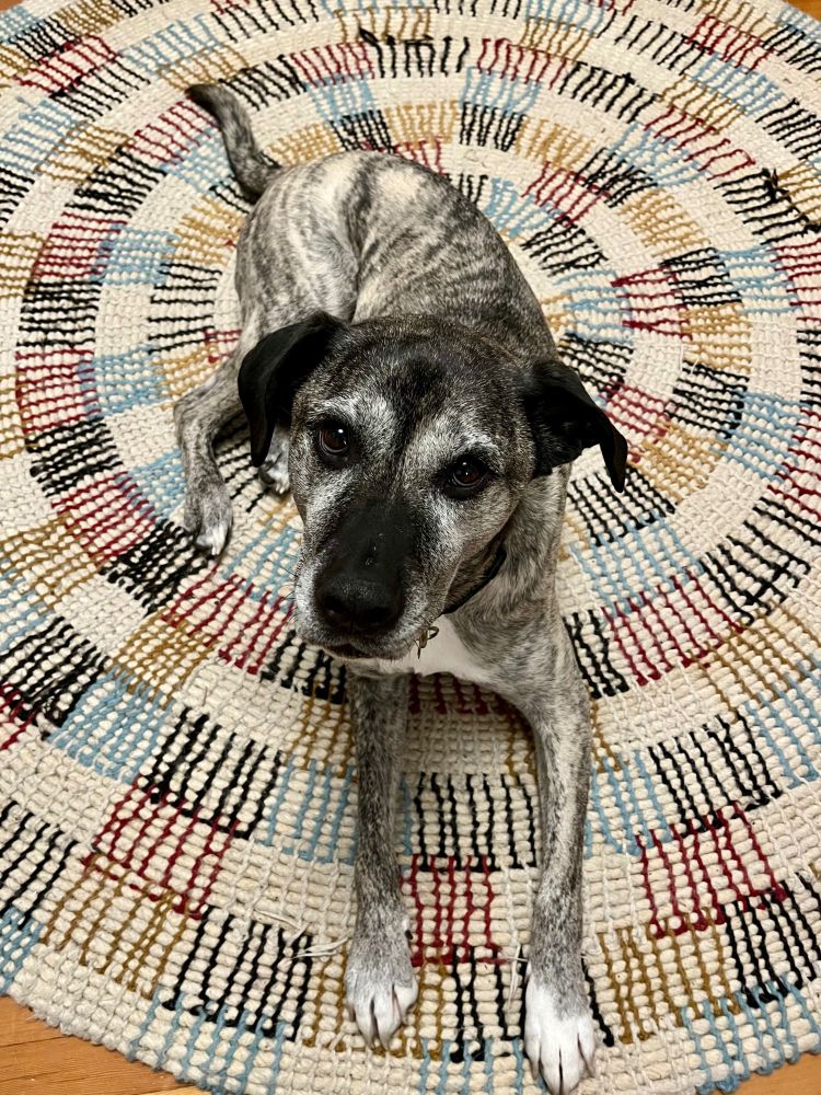 Big striped mutt lying on a round striped carpet, looking up at camera.