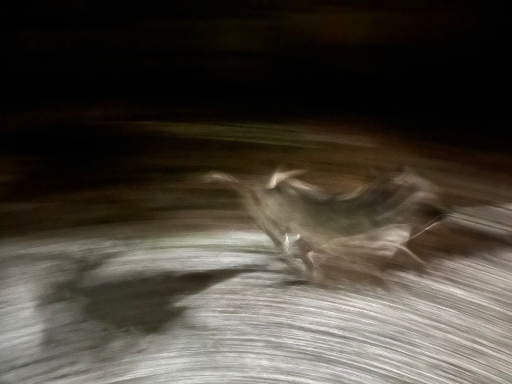 Blurred image of dog running on white ground.