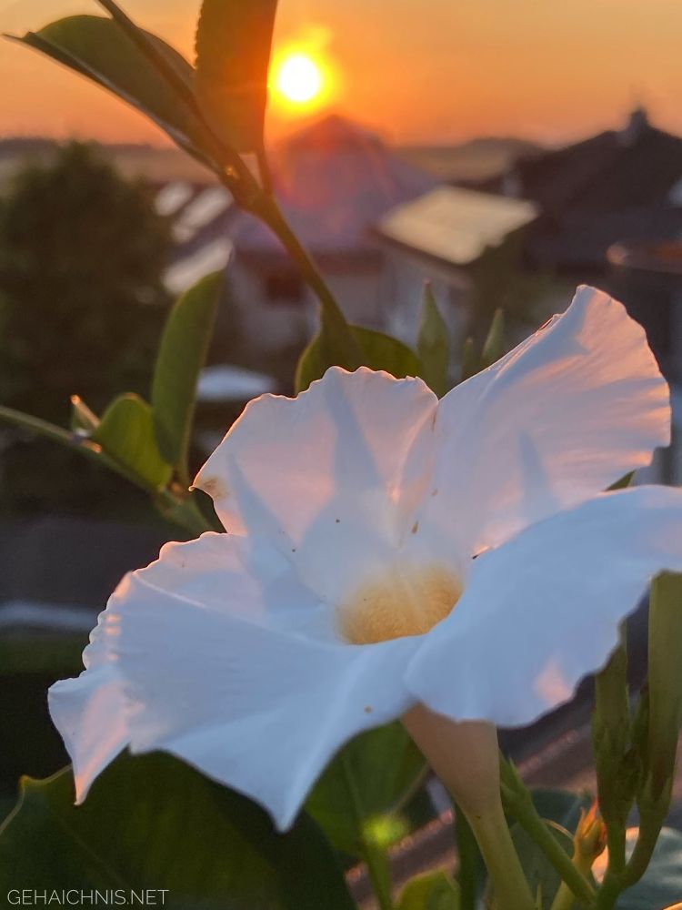 Eine Blüte. Im Hintergrund die untergehende Sonne. 