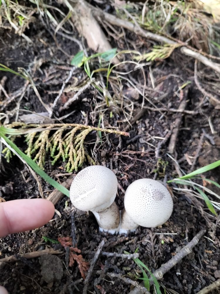 未熟なホコリタケと思われる