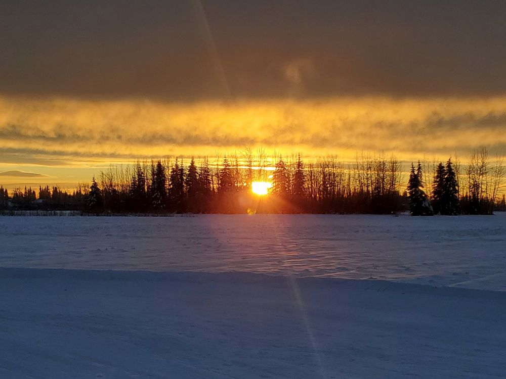 The yellow-orange winter sun shines through a silhouetted stand of spruce and birch trees at midwinter in Fairbanks, Alaska.  Although Fairbanks doesn't have completely dark days like some more northerly Alaskan communities, the sun hugs the horizon around solstice.  A haze of ice fog - a common feature of Fairbanks winters thanks to extreme cold temps that cause an inversion layer - fills most of the sky.  One of the broad, snow-covered fields of Creamer's Field Wildlife and Migratory Waterfowl Refuge fills the foreground.  Closest to the viewer, a wide path plowed firm to allow for cross-country skiing and skijoring sweeps gently down and to the right.