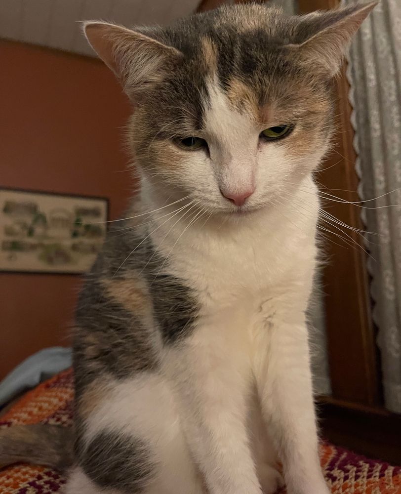 My sleepy-eyed, grumpy-looking calico baby seems unenthusiastic about having her portrait taken