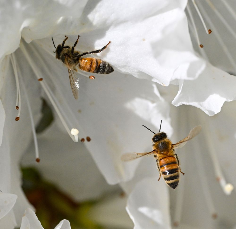 Photo of two honey bees, one in flight
