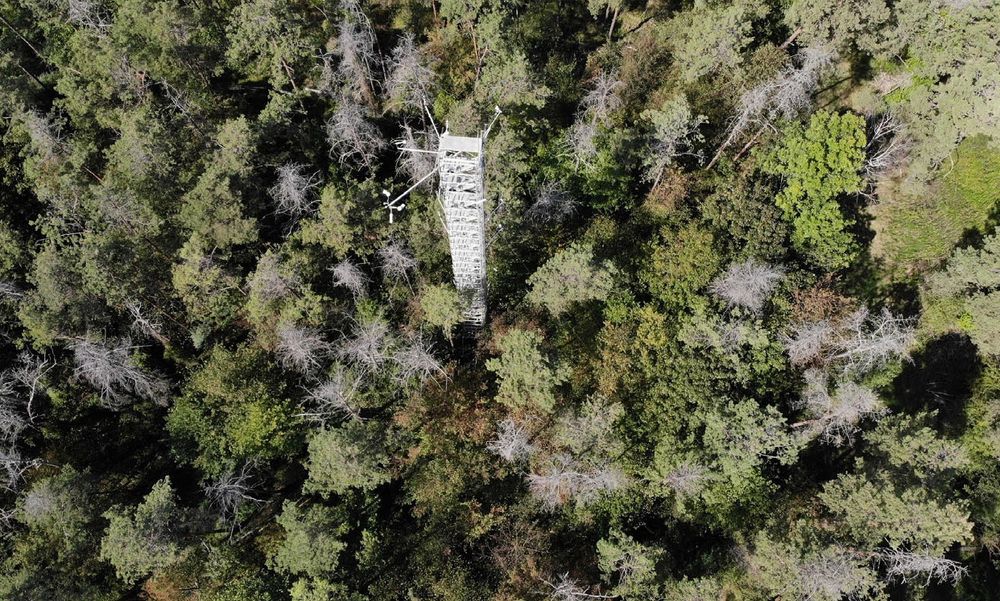 Aerial view of the experimental forest near Hartheim with the 30-metre-high crown access tower in September 2023. Dead Scots pines and gaps in the canopy are visible throughout the forest. Photo: Fabio Scarpa