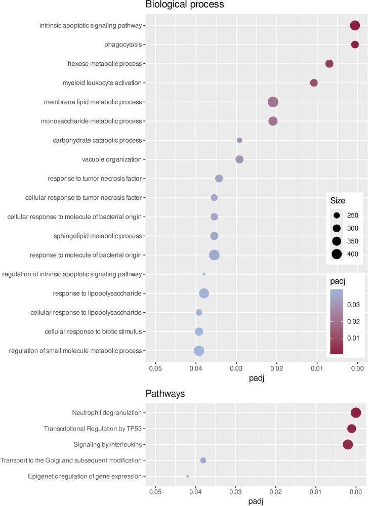 Dot plot of the 18 gene ontology biological processes and the five significantly enriched pathways. Dot colours along the x-axis represent different FDR p-values, and dot size indicates the number of genes involved