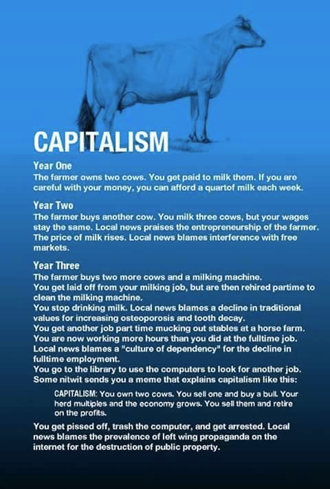 The image presents a satirical timeline about capitalism, featuring a cow illustration on a blue background. 

Here's the text:

Year One
The farmer owns two cows. You get paid to milk them. If you are careful with your money, you can afford a quart of milk each week.

Year Two
The farmer buys another cow. You milk three cows, but your wages stay the same. Local news praises the entrepreneurship of the farmer. The price of milk rises. Local news blames interference with free markets.

Year Three
The farmer buys two more cows and a milking machine. You get laid off from your milking job, but are then rehired part-time to clean the milking machine. You stop drinking milk. Local news blames a decline in traditional values for increasing osteoporosis and tooth decay. You get another job part time mucking out stables at a horse farm. You are now working more hours than you did at the fulltime job. Local news blames a "culture of dependency" for the decline in fulltime employment. You go to the library to use the computers to look for another job. Some nitwit sends you a meme that explains capitalism like this:

Capitalism
"You own two cows. You sell one and buy a bull. Your herd multiplies and the economy grows. You sell them and retire on the profits." 

You get pissed off, trash the computer, and get arrested. Local news blames the prevalence of left wing propaganda on the internet for the destruction of public property.