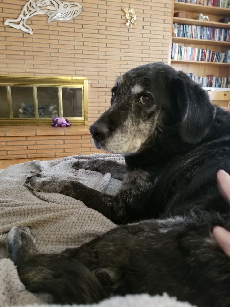 A black and white lab on a couch.