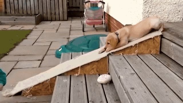 A dog lazily sliding down a ramp into the back garden.