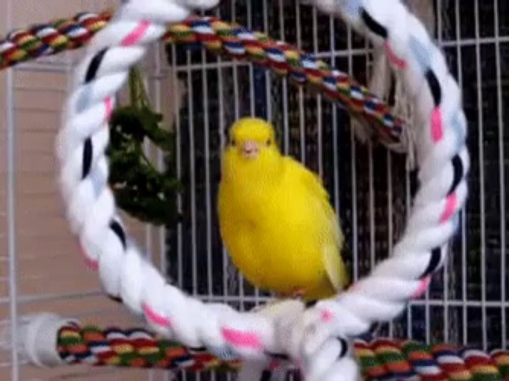 Yellow Canary Bird GIF