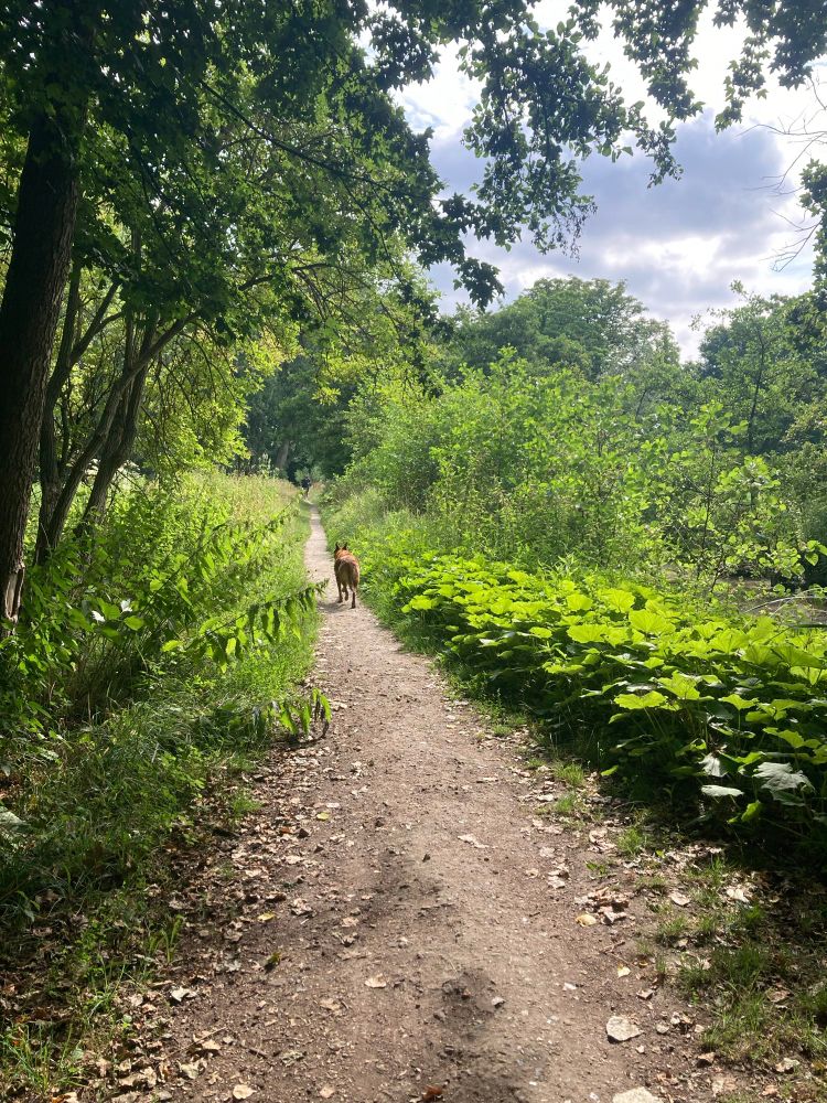 Bosrijk wandelpad met een hond. Het pad is smal en onverhard, omringd door veel groen: links hoge struiken en bomen, rechts grote bladeren en struiken. De bomen vormen een bladerdak dat deels het zonlicht tegenhoudt, maar er zijn ook open plekken waar het licht doorheen valt. In het midden van het pad loopt een bruine hond van je af, verder het bos in. De sfeer is rustig en natuurlijk, met een mix van zon en schaduw.