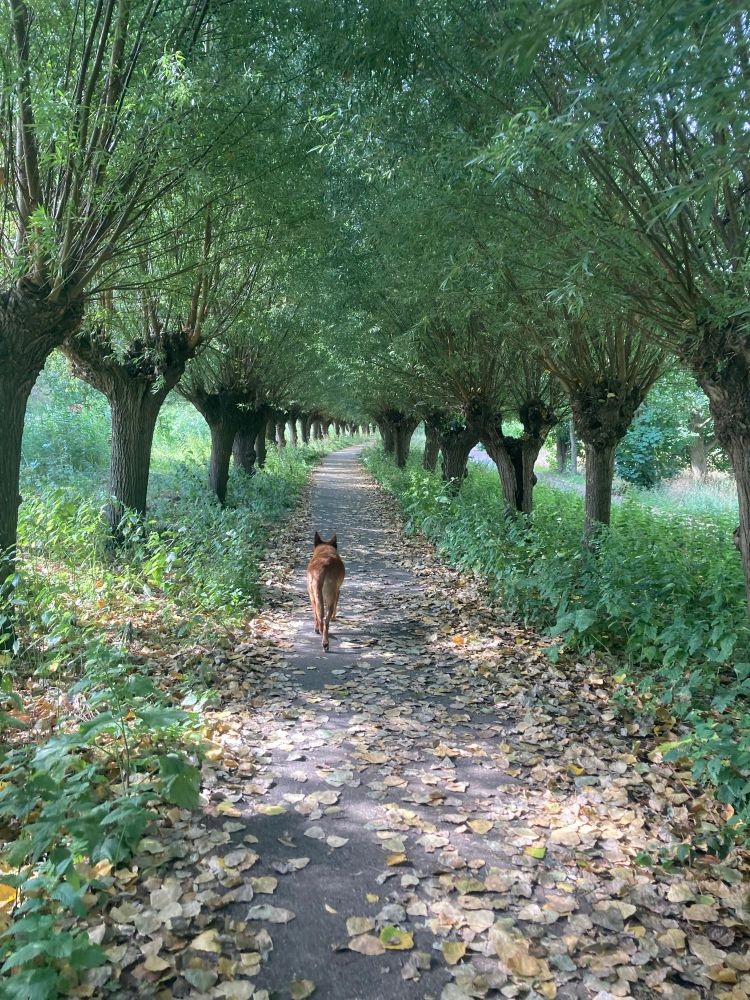Bospad met bomenrij en een hond. Op de foto zie je een smal pad dat door een bosrijk gebied loopt. Aan beide kanten van het pad staan rijen knotwilgen, waarvan de takken boven het pad samenkomen en een soort groene tunnel vormen. Op het pad liggen veel gevallen bladeren, vooral geel en bruin van kleur. In het midden van het pad loopt een bruine hond van je af, richting het einde van het pad. Het geheel oogt rustig en natuurlijk, met veel groen en gefilterd zonlicht.