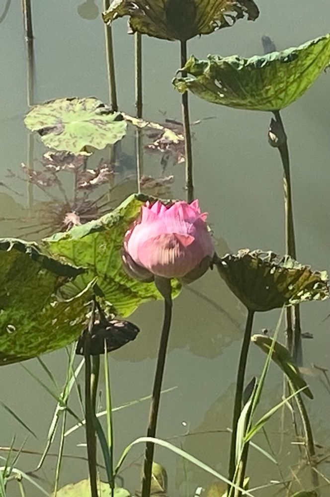 Een roze lotusbloemknop, omringd door groene, deels verwelkte bladeren, boven het wateroppervlak van een vijver. Het zonlicht valt op de bloem en de bladeren, wat zorgt voor schaduwen en lichte reflecties in het water. Enkele bladeren zijn bruin en hebben gaatjes of een beschadigd uiterlijk. Het geheel oogt rustig en natuurlijk.